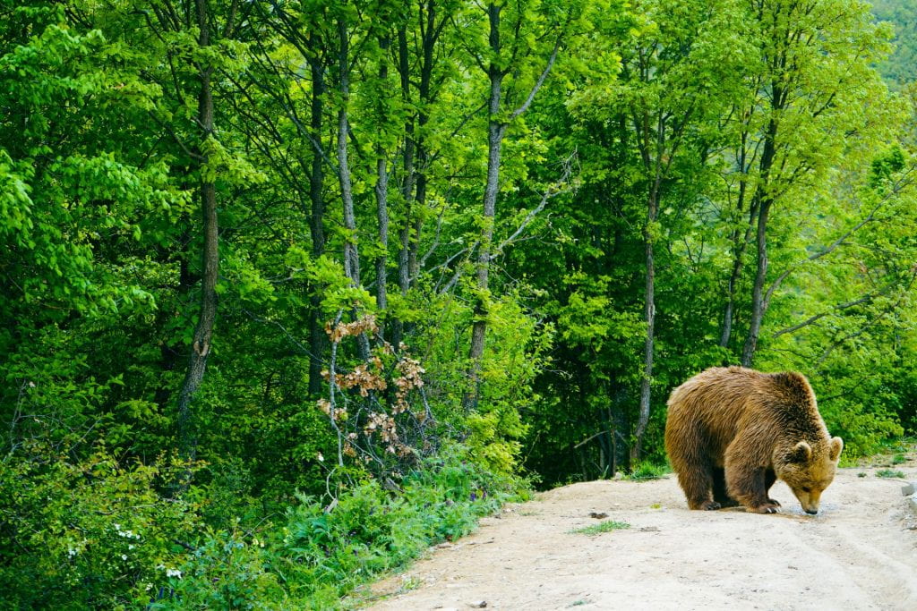 Bear with forest in background