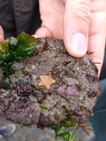 A Cushion Star starfish on a piece of rock