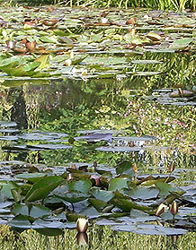 Water lilies on water with reflections