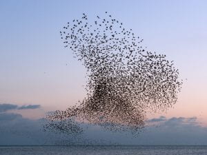 Murmuration of starlings by Christopher Stevens