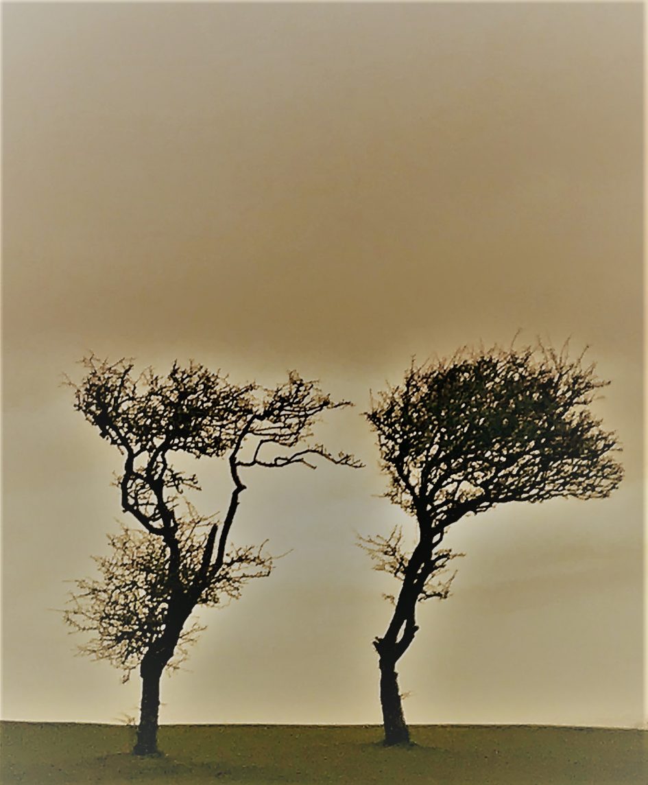 Photograph of trees