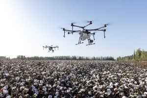 cotton plants with drones hovering over