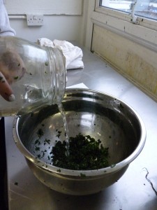 Adding vinegar to the woad leaves