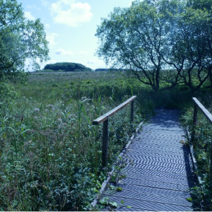 bridge footpath in field