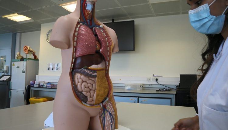 Model of a body's internal organs