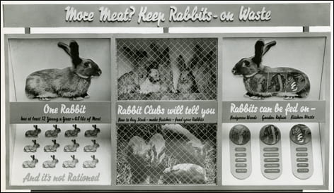 Black and white photograph of a war-time information panel, designed by FHK Henrion, promoting home-rearing of rabbits to supplement rationed meat. Taken from the FHK Henrion Archive housed at the University of Brighton Design Archives.