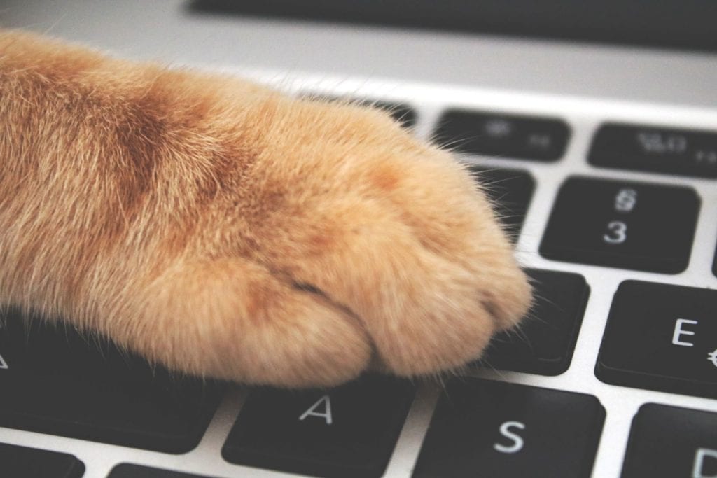 cat paw on laptop typing