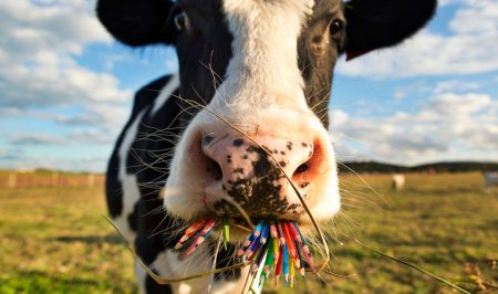 Composite of cow chewing coloured pencils