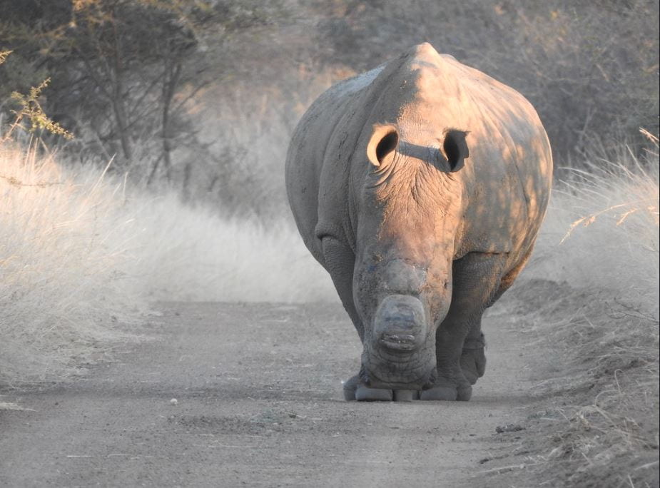 De-horned rhino by Sam Penny