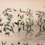 Vetch, hand drawn plant images on cream paper, from Phillip Miller's Figures of the Most Beautiful, Useful and Uncommon Plants described in the Gardener's Dictionary.
