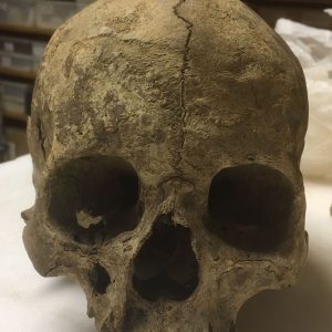 Picture of a skull from above