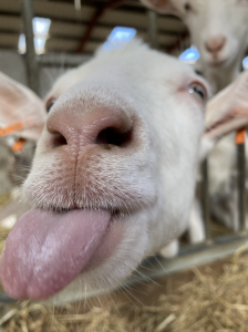 close up of a goat with it's tongue out