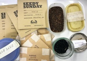 Dye seeds in bags and ready to give away