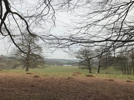 a view of Petworth Park