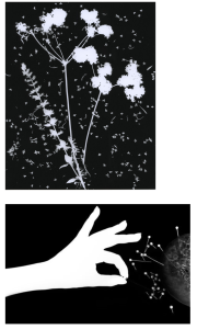 Image of two Photograms showing the silouette of flowers in the top image and a hand and some dress pins in the bottom image