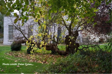 A Mulberry Tree in the London Borough of Hampstead (source: Museum of Walking / Peter Coles www 2019)