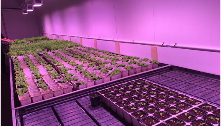 The indoor farm in Högdalen, with lettuce in different stages of development (source and caption: Rebecka Milestad www 2019)