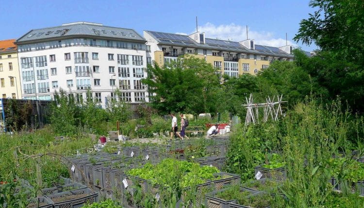 The first part of the Platform is dedicated to Berlin's community gardens. (source: Beatrice Walthall 2012)
