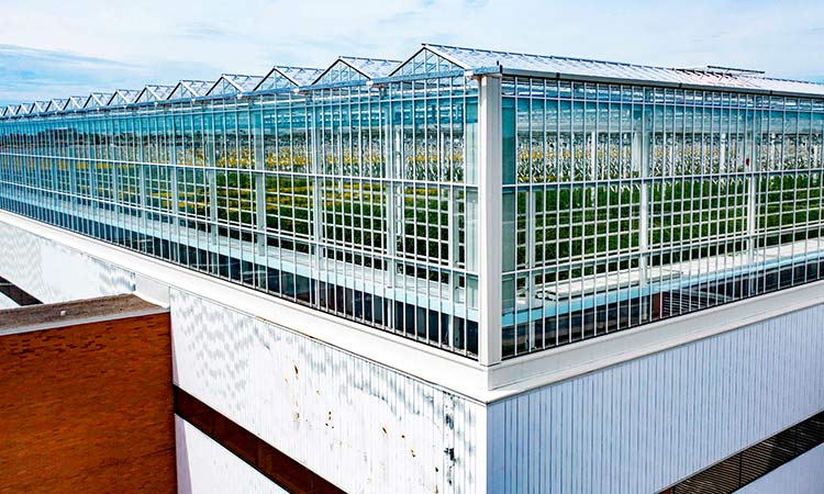 Exterior shot of the top of a warehouse style building with a very large greenhouse system on the entire surface of the roof. (source: Gulf Today, 2022)
