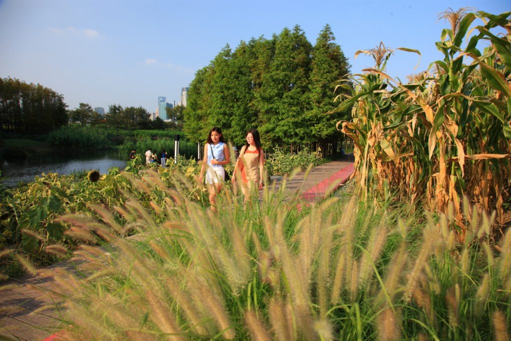 Women walk along a boardwalk with crops growing either side of them. (source: Turenscape 2022) 