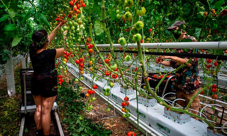 Staff hand pick tomatoes inside a greenhouse. (source: Gulf Today, 2022)