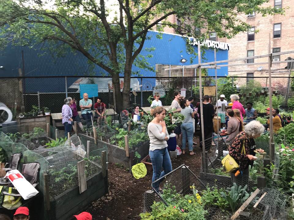 Lots of people gather in a community garden within the city. (Source: Nathan Thompson/Bklyner, 2022)