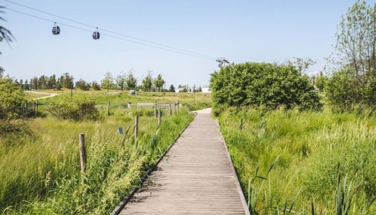 A wooden footpath leads through a grassy field with cable cars seen above. (Source: GrunBerlin, 2022)