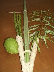 a lulav is a branch from a date palm tree, held with a myrtle and willow branch, and an etrog is a citrus fruit like an oversized green lemon