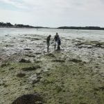 Chichester Harbour. Wide angle of beach weed and three researchers.