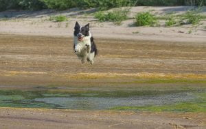 dog jumping on beach