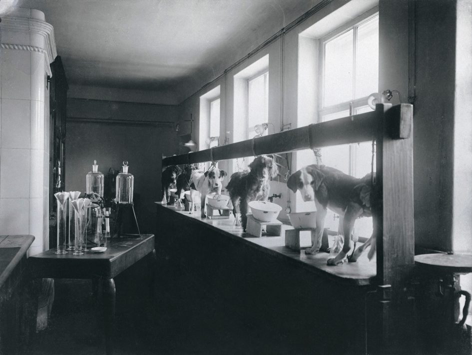 Five dogs undergoing experiments on gastric secretion in the Physiology Department, Imperial Institute of Experimental Medicine, St Petersburg. Photograph, 1904.