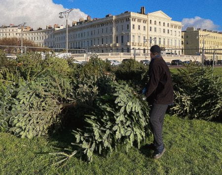 Christmas tree recycling in Hove