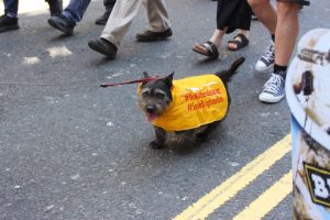 Small dog wearing yellow jacket with #SaveBrightonUni in red writing