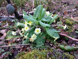 Its easy to walk past a bunch of primroses but they are so much at home here and deserve a second glance.