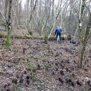 working within calling distance, cutting and preparing round wood pieces for pathways. The woodland is still quietly waiting for leaves to open