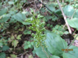 A rare and subtly beautiful twayblade. photo thanks to Tim