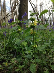 these beautiful wild flowers are beginning to pop up.