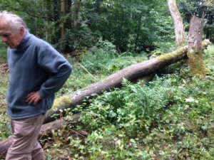decisions are being made about converting this fallen ash into usable timber