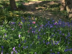 red campion and bluebells