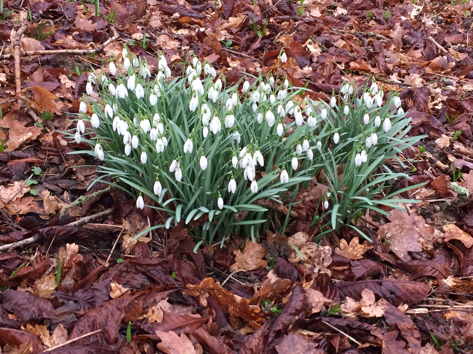 snowdrops in a woodland